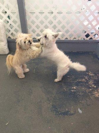 The Paw Spa