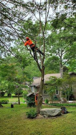 SavATree - Tree Service