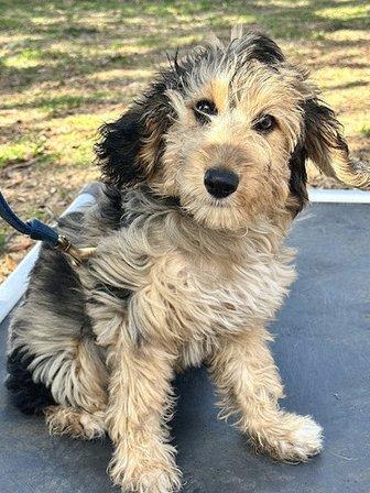 Suncoast K9 Academy, LLC