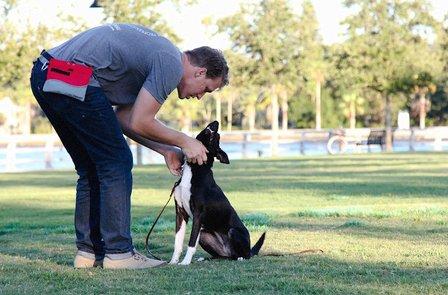 Swan Dog Training
