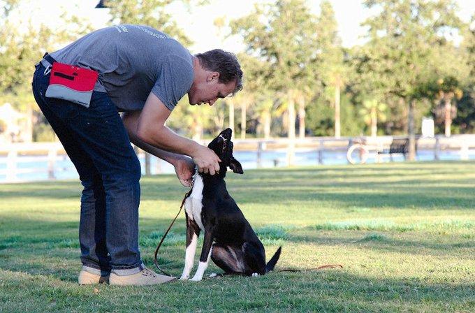Swan Dog Training