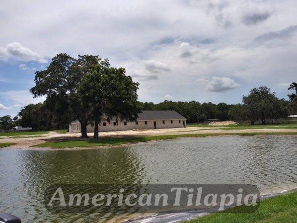 American Tilapia Pond liners & Tarps