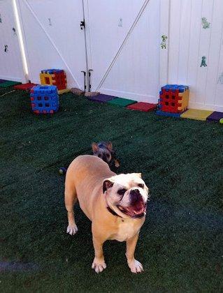 Doggie Daycare & Boarding Services