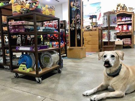 AMI Beach & Dog Supply Co.