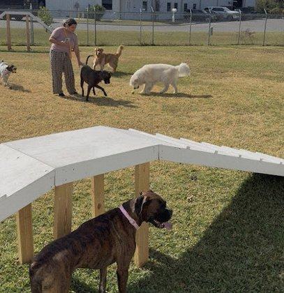 Classy Canines Pet Resort