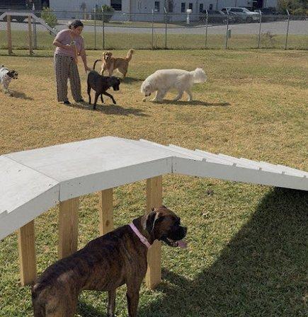 Classy Canines Pet Resort