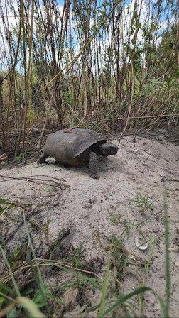 Mr. Tortoise