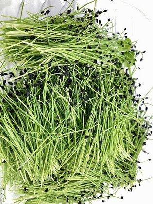 JoGrows