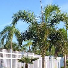 Bradenton Tropical Palms