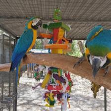 Ziggys Haven Parrot Sanctuary