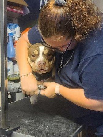 Resurrection Bullies & Pet Services