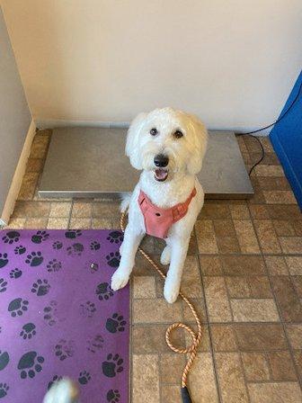 EZ Breezy Dog Grooming