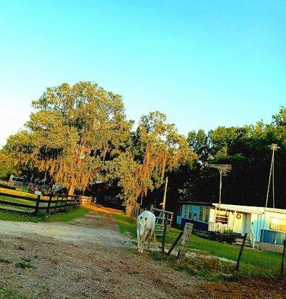 H&L Ranch & Blueberry Farm