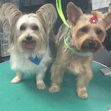 ALL BREED GROOMING BY JUSTINE