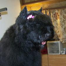 Debi's Pet Grooming