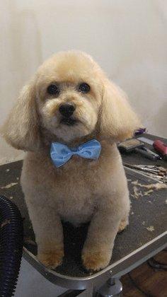 Debi's Pet Grooming