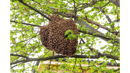 BeeMan Stan Bee Removal