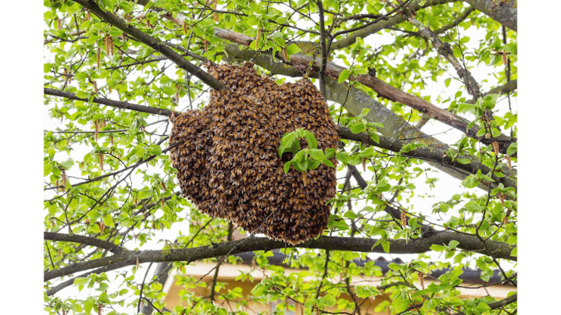 BeeMan Stan Bee Removal