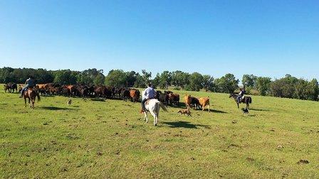 Buck's Cattle and Beef