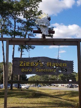 Ziggys Haven Parrot Sanctuary