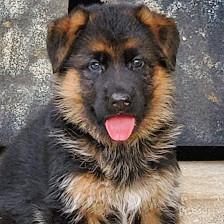Vom Hundhaus German Shepherds