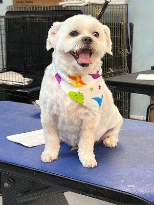 ALL BREED GROOMING BY JUSTINE