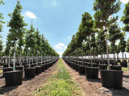 Nursery Supplies Inc., a CREO Company