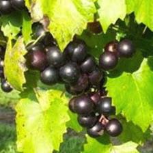 Bunker Hill Vineyard & Winery