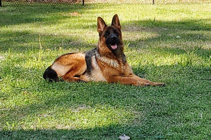 Vom Hundhaus German Shepherds