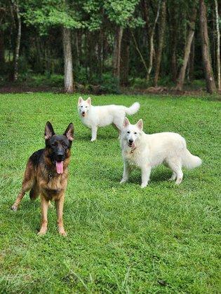 Vom Hundhaus Shepherds - Berger Blanc Suisse - White Swiss Shepherds
