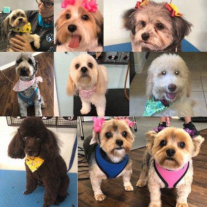 Dog grooming by Kim