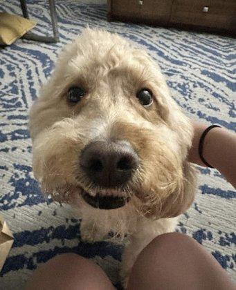 Happy Tails Pet Sitting & Dog Walking