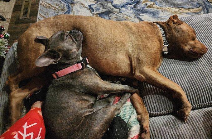 Brooksville Acres Pet Resort & SPA