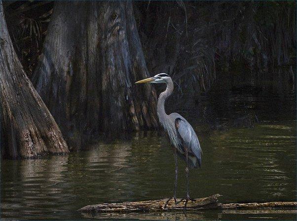 Spring HIll Camera Club