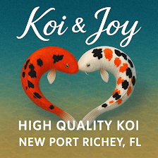 Koi and joy