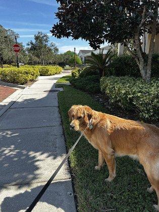 Beachwalk Pet Concierge