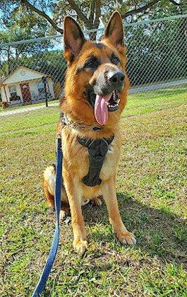 The Dog Man - Pro Dog Training