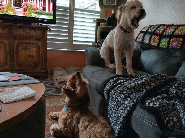 Pet Sitting By Joanna