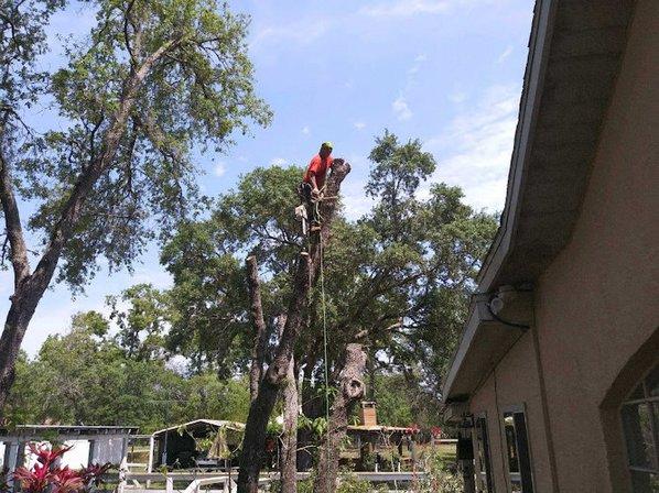 Nick's Tree Service Inc