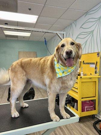 Harbor Dog Pet Spa LLC