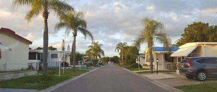 Whispering Palms