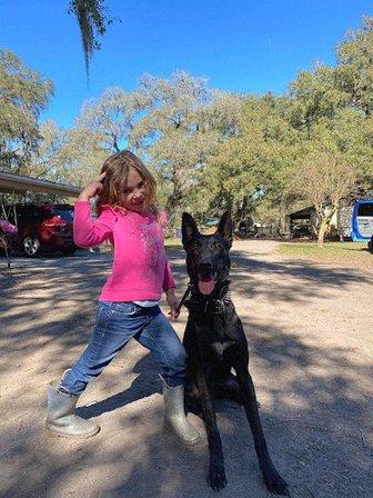 Gator A Dog Training
