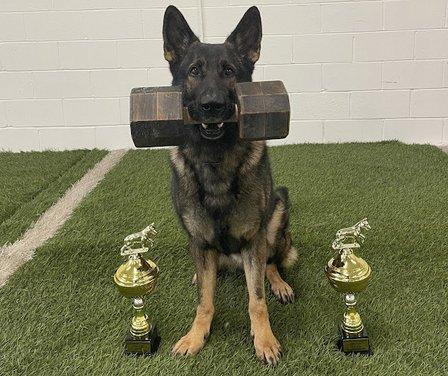Brickhaus Working Dogs-German Shepherd Breeder Tampa Florida