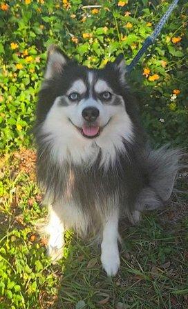StoneQuarryPomskies