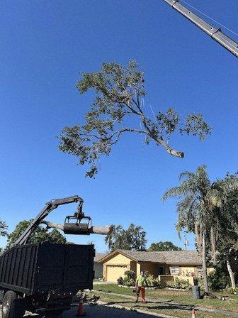 A Absolute Tree Services