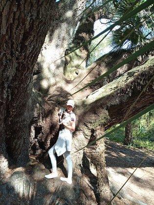 The Mammoth Live Oak Tree