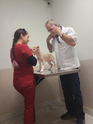 Osceola Animal Emergency Kissimmee Fl 34746