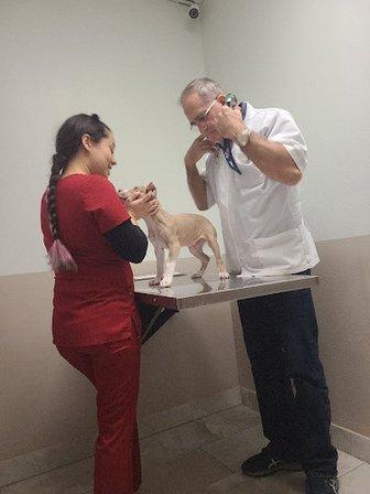 Osceola Animal Emergency Kissimmee Fl 34746