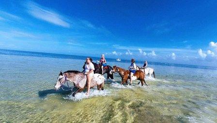 Gulf Coast Ponies