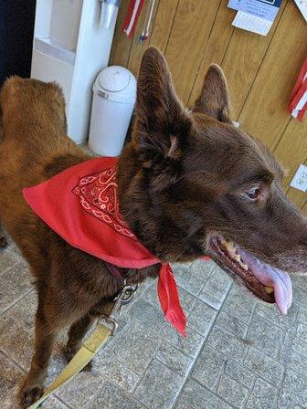 Aprils Pet Grooming